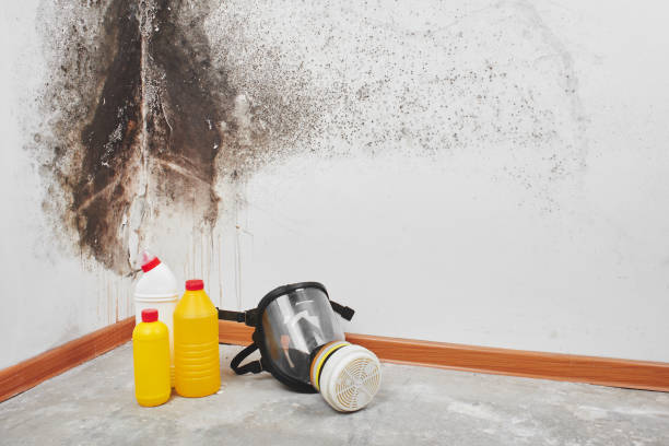 Best Fast Mold Removal  in Pleasureville, PA
