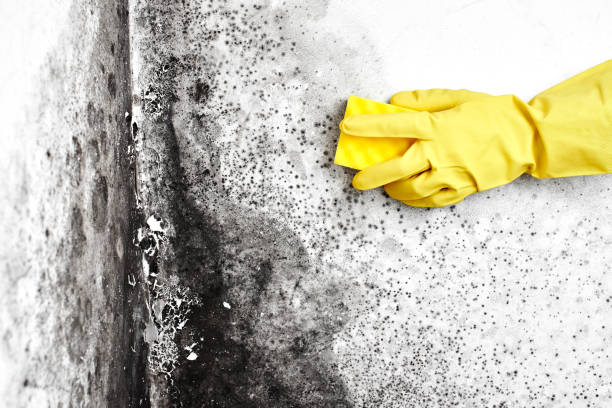 Best Commercial Mold Removal  in Pleasureville, PA