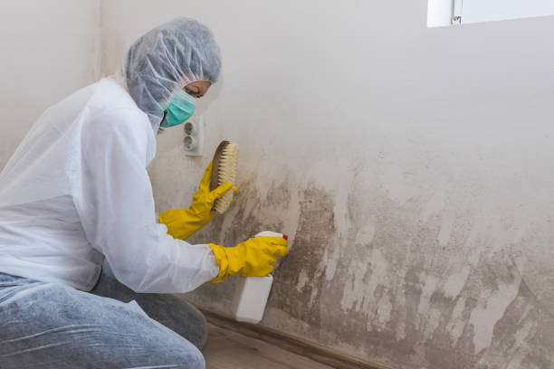 Best Black Mold Removal  in Pleasureville, PA