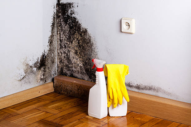 Best Toxic Mold Removal  in Pleasureville, PA