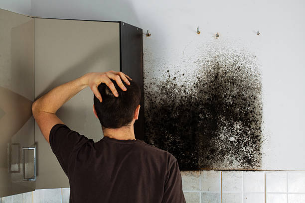 Best Commercial Mold Removal  in Pleasureville, PA