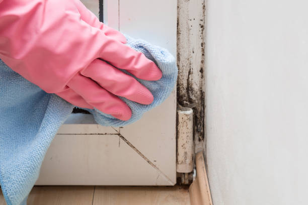 Best Mold Remediation Services  in Pleasureville, PA